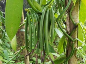 vanilla plant