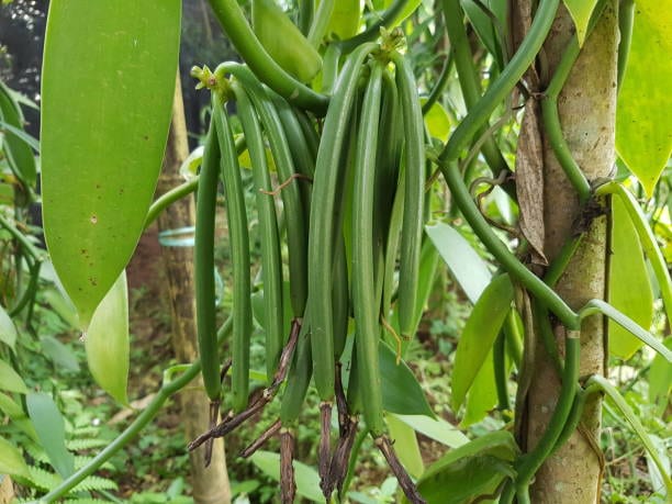 vanilla plant