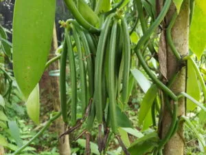 vanilla plant