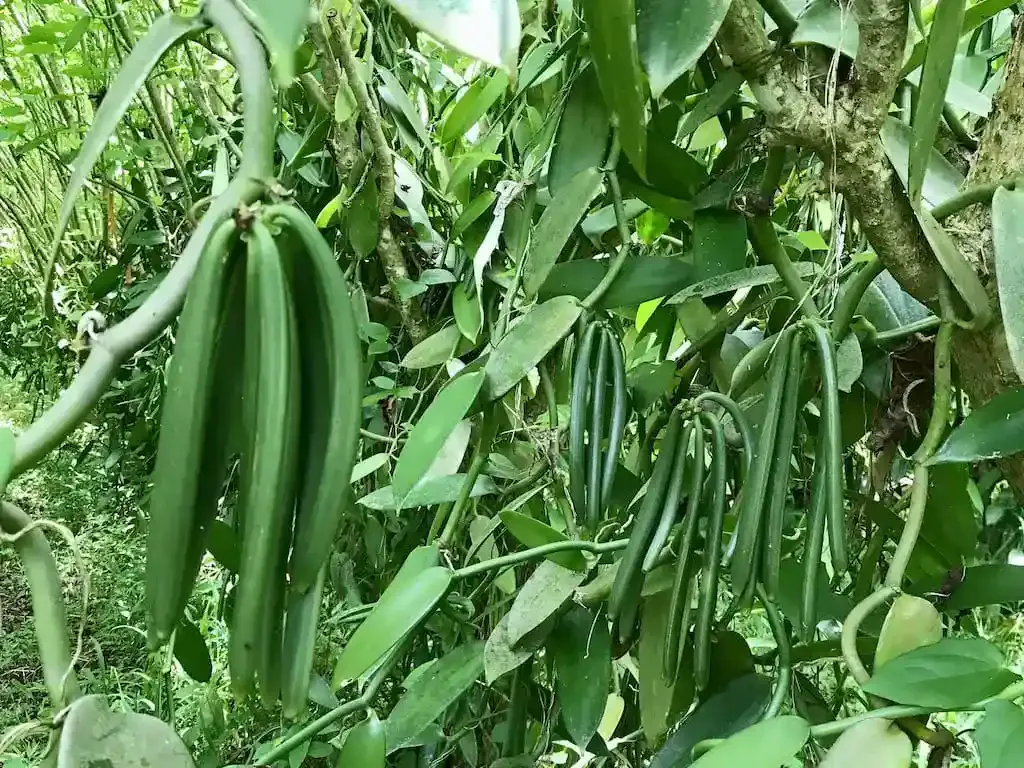 vanilla planifolia beans